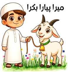 Eid Ul Adha boys Collection